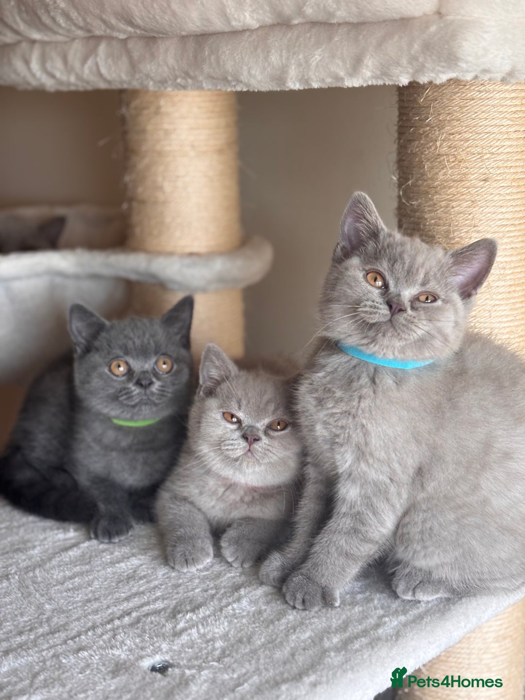 British Shorthair cats for sale: LILAC & BLUE MALE BRITISH SHORTHAIRS - Image 11