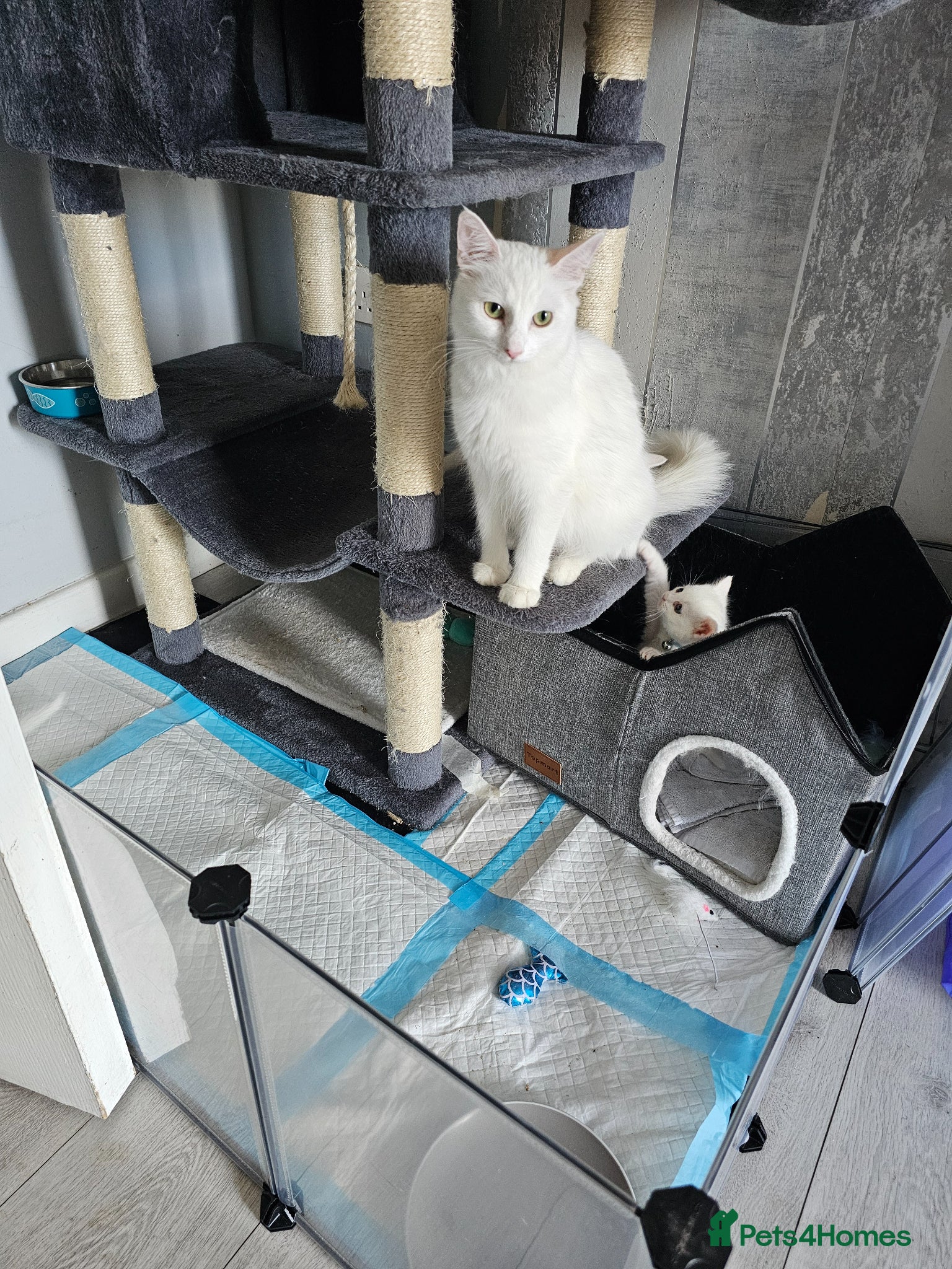 Persian cats Pure white long hair kittens. - Advert 2