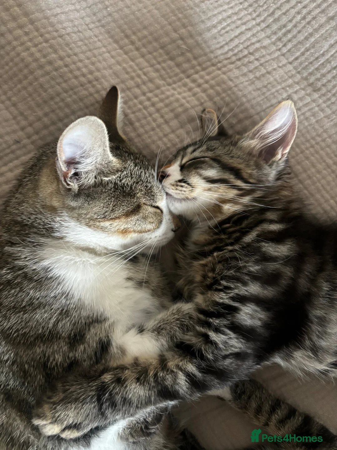 Mixed Breed cats for sale: Last Male kitten for sale  - Advert 2