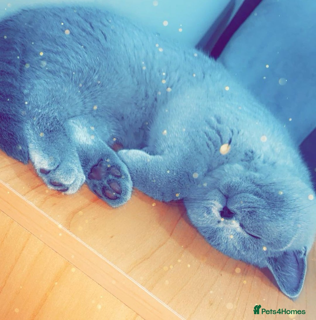 British Shorthair cats for sale: 3Year Old Male British ShortHair - Advert 7