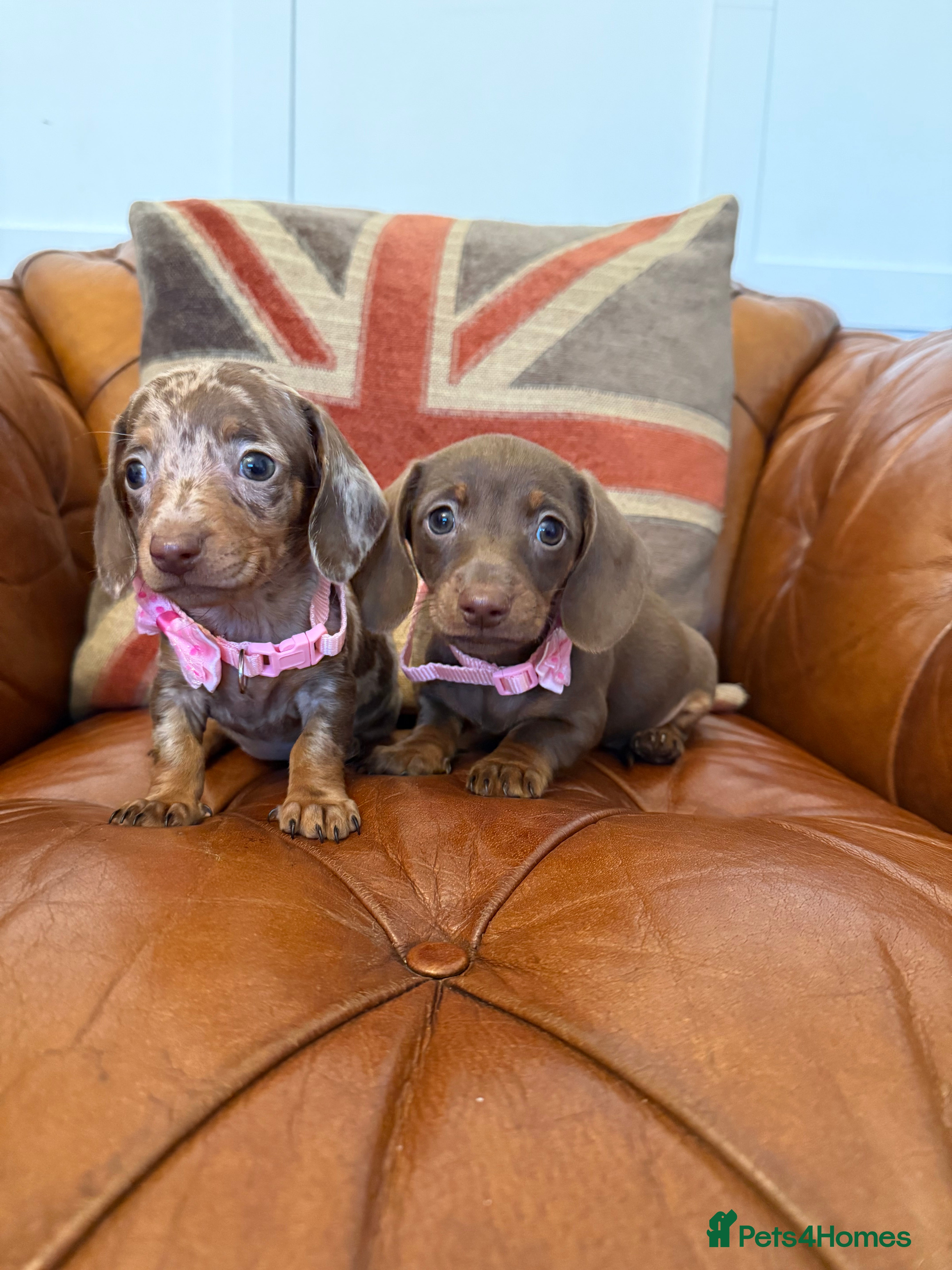 Miniature Dachshund dogs Beautiful Miniature Dachshunds 5 ⭐ License Breeder - Advert 11