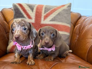 Miniature Dachshund dogs Beautiful Miniature Dachshunds 5 ⭐ License Breeder - Advert 13