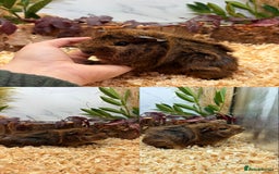 Guinea Pig rodents for sale: ✨Lots of Baby boy Guinea Pigs ✨🐹🩵 - Image 21