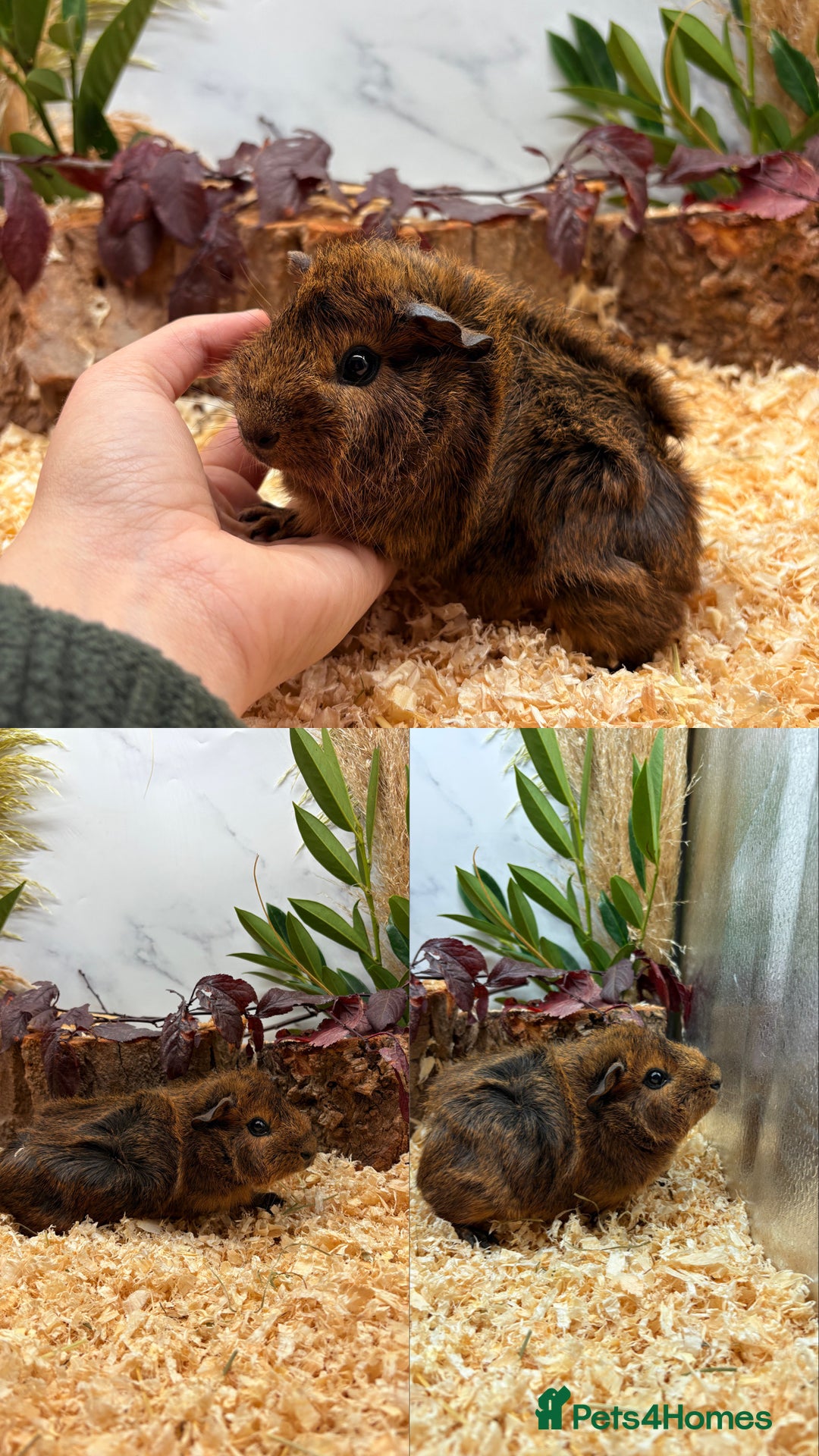 Guinea Pig rodents for sale: ✨Lots of Baby boy Guinea Pigs ✨🐹🩵 - Image 21