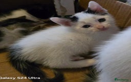 European cats for sale: M9 4ED in Manchester - Image 3