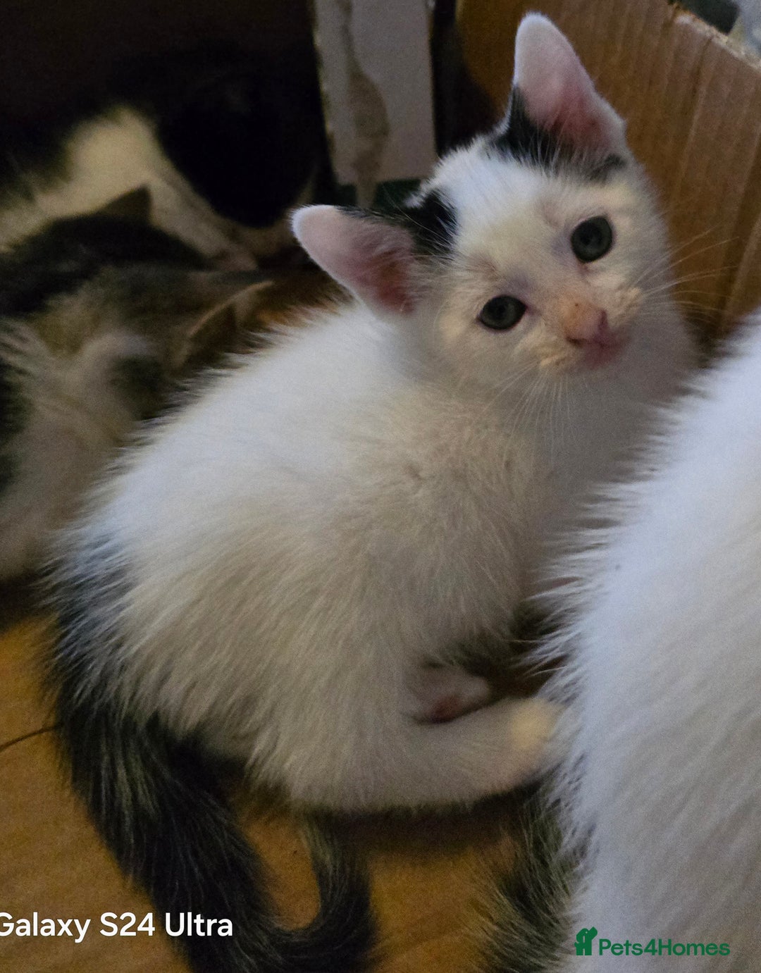 European cats for sale: M9 4ED in Manchester - Image 3