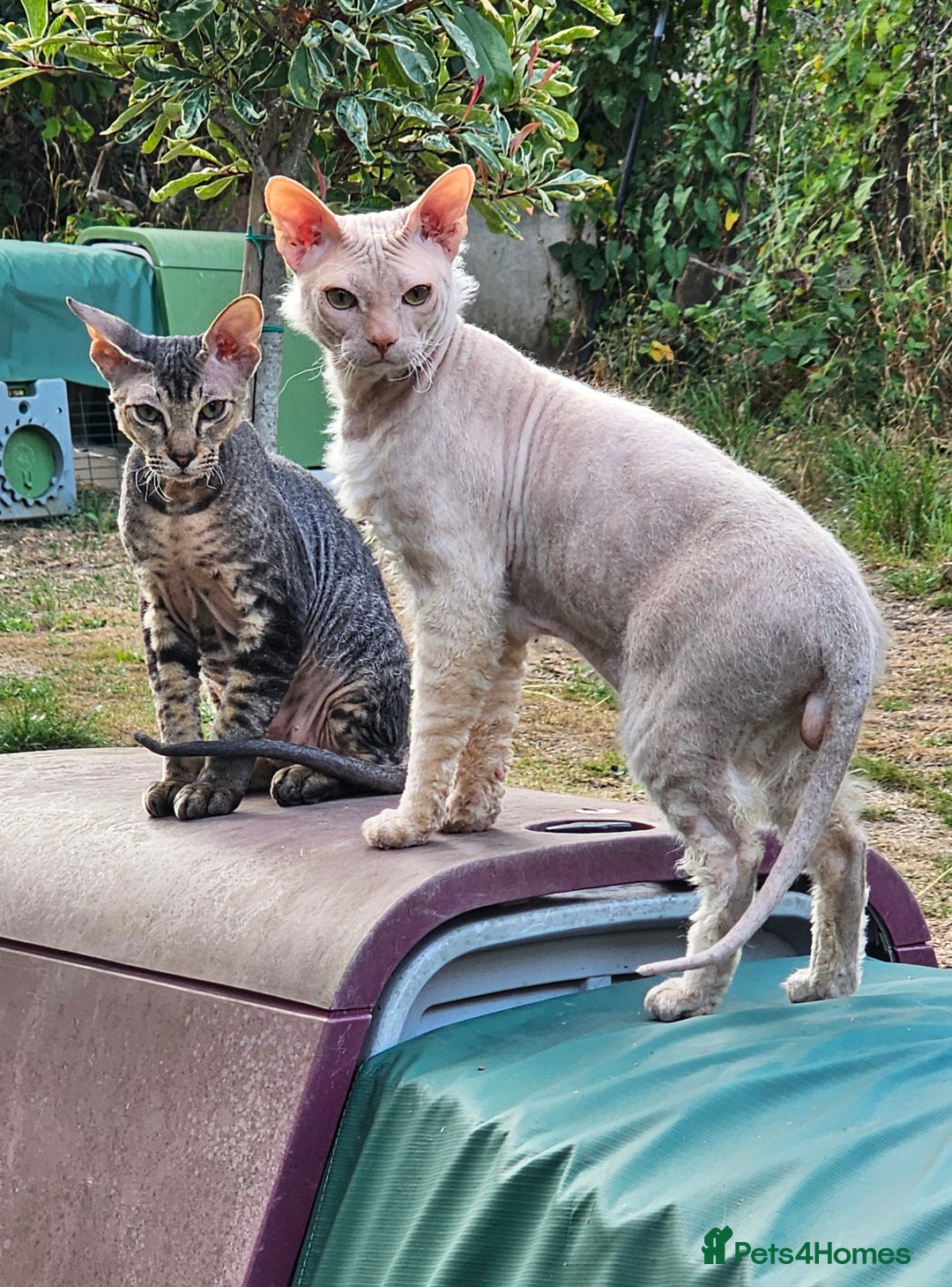 Sphynx cats for sale: Sphynx x Siamese kittens - Image 27