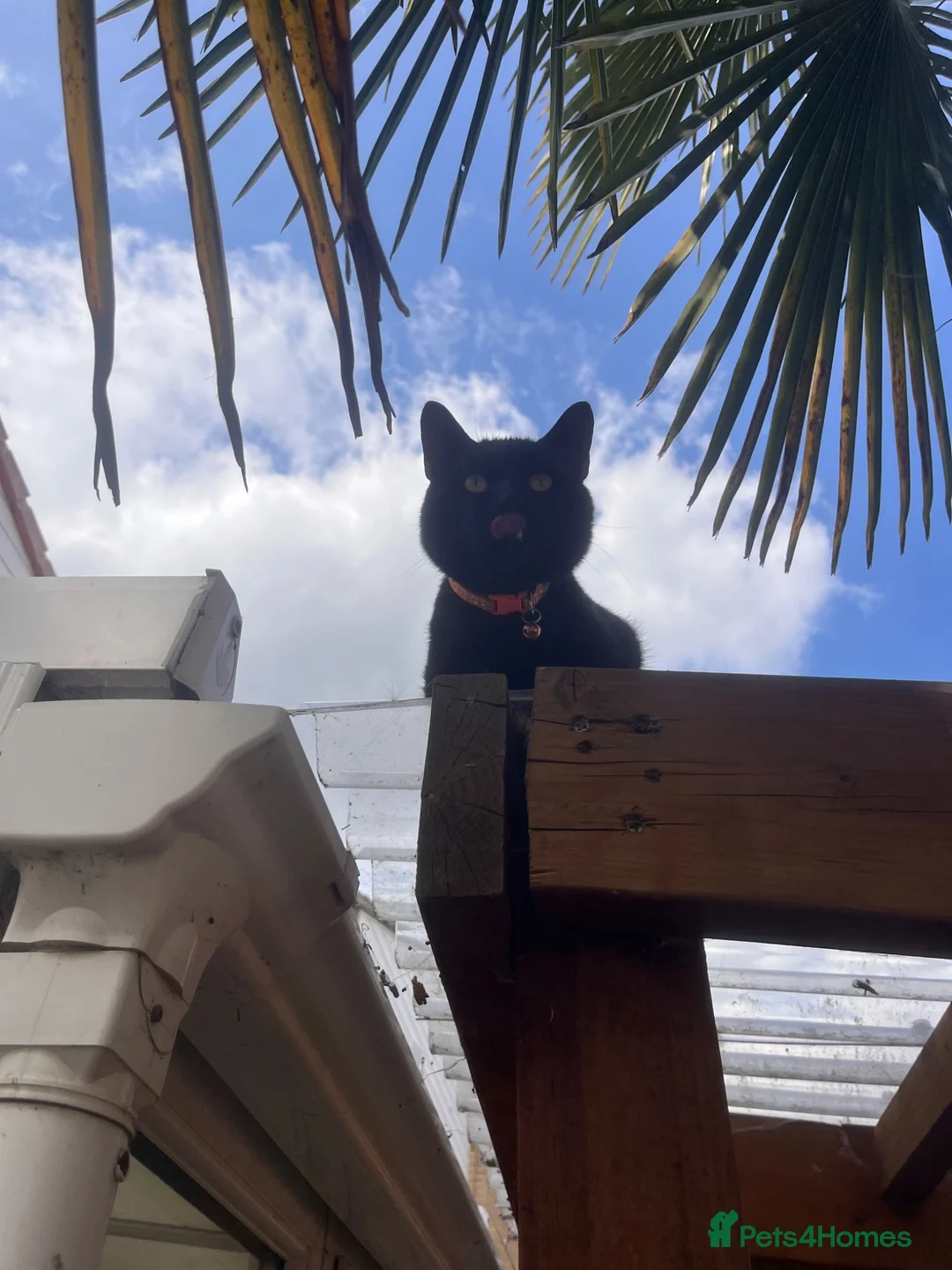 Mixed Breed cats for sale: Denzle (3 year old boy who needs forever home) - Advert 2