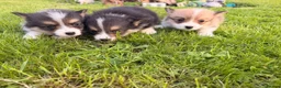 Welsh Corgi Pembroke dogs for sale: Kc pembroke corgi puppies - Advert 12