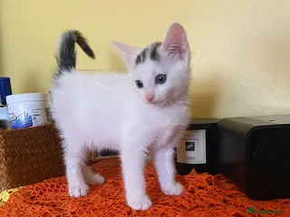 Mixed Breed cats Lovely kitten looking for her forever home - Advert 1