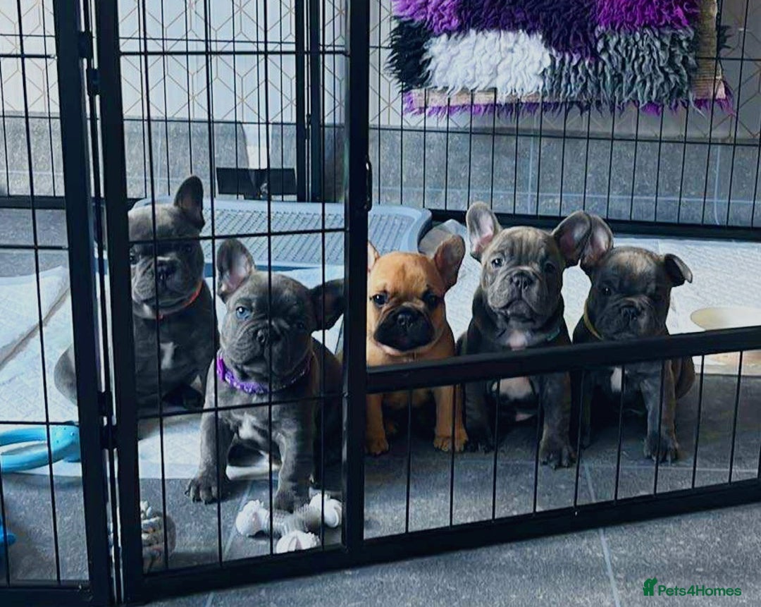 French Bulldog dogs for sale: Adorable French Bulldog 🐶🐾Ready this weekend - Image 1