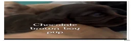 Cocker Spaniel dogs for sale: beautiful litter of chunky show cockerspaniel pups - Advert 7