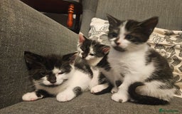 Mixed Breed cats for sale: Beautiful, playful kittens for sale - Image 2