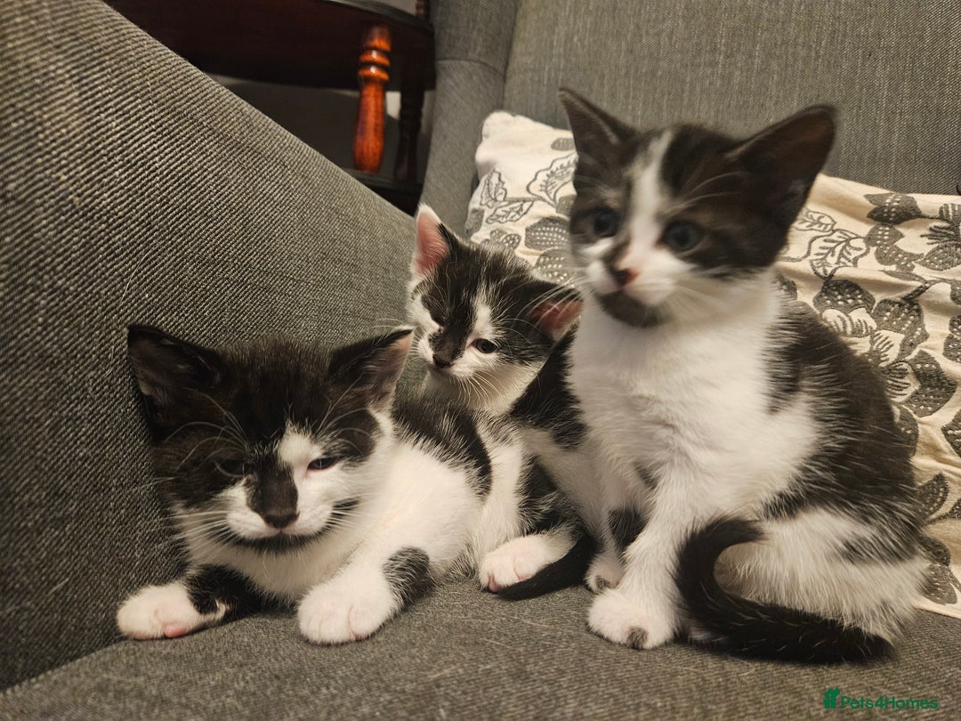 Mixed Breed cats for sale: Beautiful, playful kittens for sale - Image 2