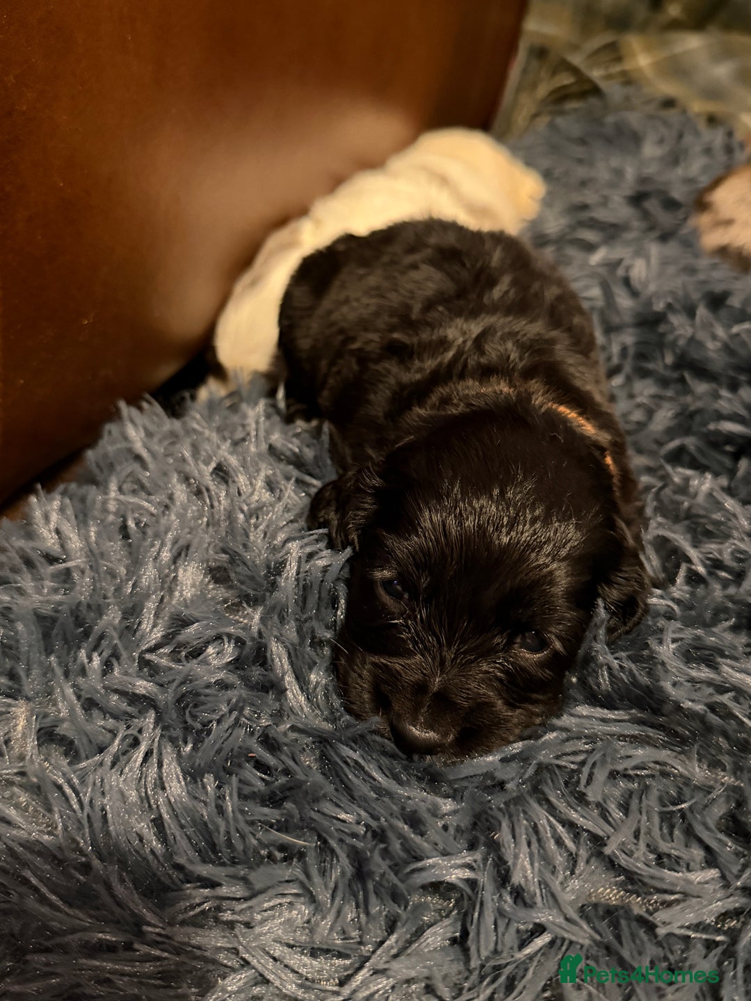 Cocker Spaniel dogs for sale: Cocker Spaniel Merle Puppies  - Advert 16
