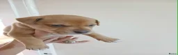 Staffordshire Bull Terrier dogs for sale: Staffordshire bull terrier puppies  - Advert 3