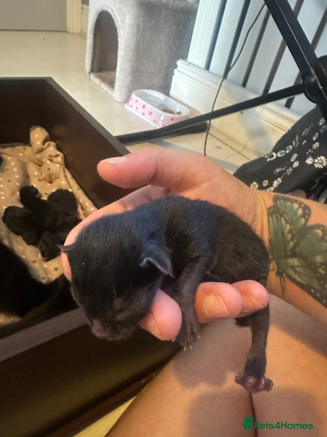 British Shorthair cats for sale: Kittens black/white  - Image 5