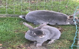 Rex rabbits for sale: Male Rex Rabbits  - Image 1