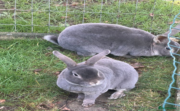 Rex rabbits - Advert 1