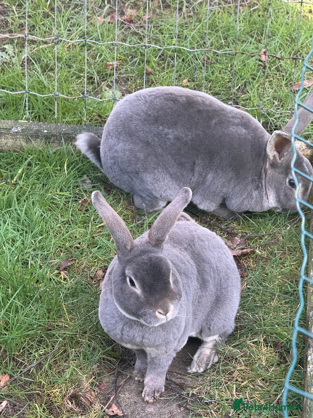 Rex rabbits for sale: Male Rex Rabbits  - Image 1