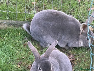 Rex rabbits - Advert 22