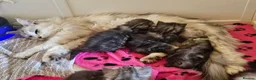 Maine Coon cats for sale: 5 handsome chunky mainecoon boys  in Deeside - Advert 2
