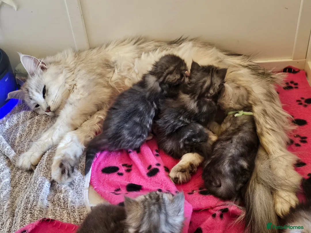 Maine Coon cats for sale: 5 handsome chunky mainecoon boys  in Deeside - Advert 2