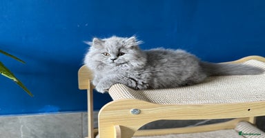 British Longhair cats - Advert 3