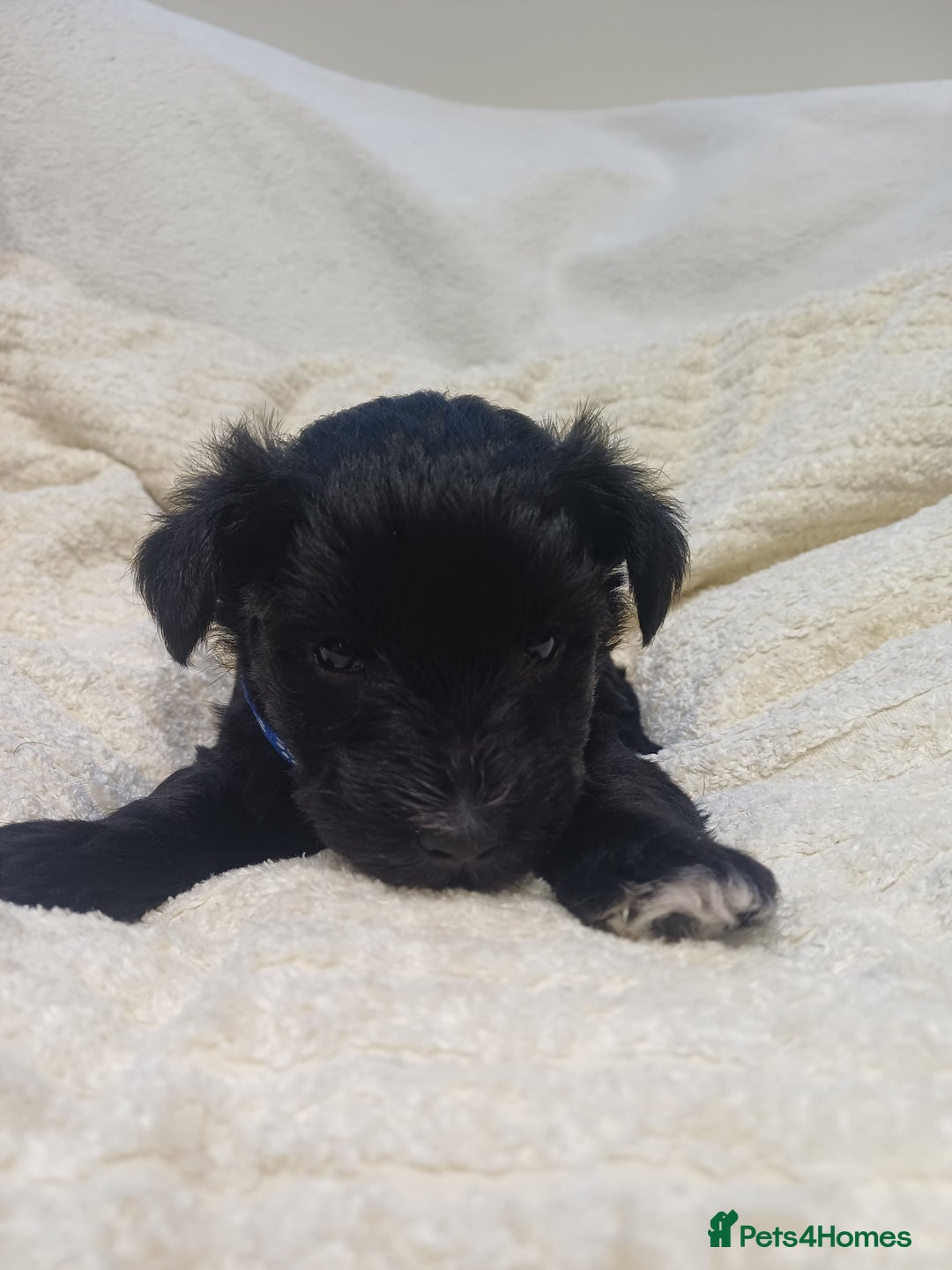 Miniature Schnauzer dogs for sale: Miniature Schnauzers  - Advert 7