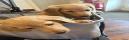 Miniature Dachshund dogs for sale: Pure cream long haired mini dachshunds - Advert 14
