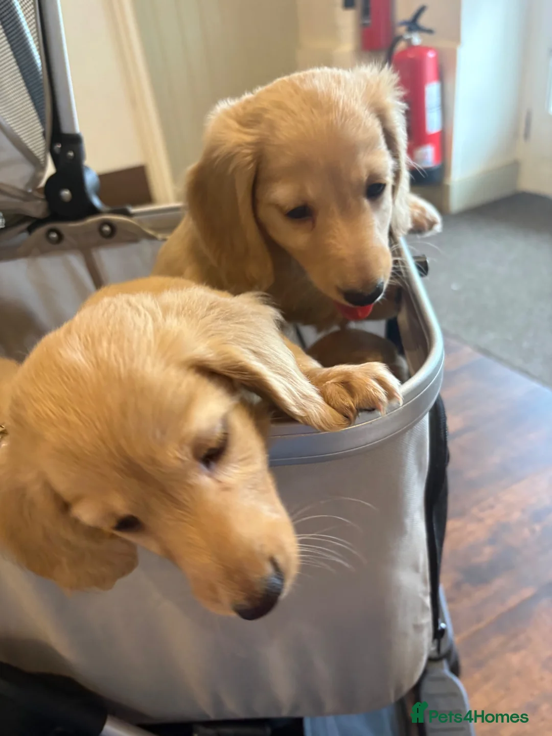 Miniature Dachshund dogs for sale: Pure cream long haired mini dachshunds - Advert 14