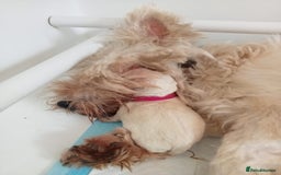 West Highland Terrier dogs for sale: KC Reg Quality West Highland Terrier Puppies  - Image 11