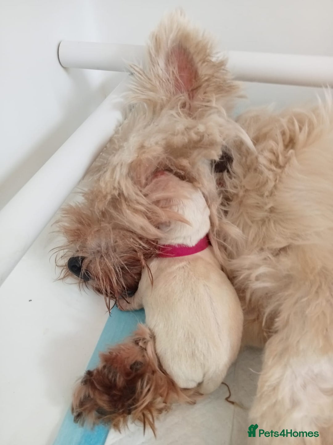 West Highland Terrier dogs for sale: KC Reg Quality West Highland Terrier Puppies  - Image 11