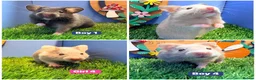 Hamster rodents for sale: Syrian Hamster Babiy Males Females Boy Girl - Advert 1