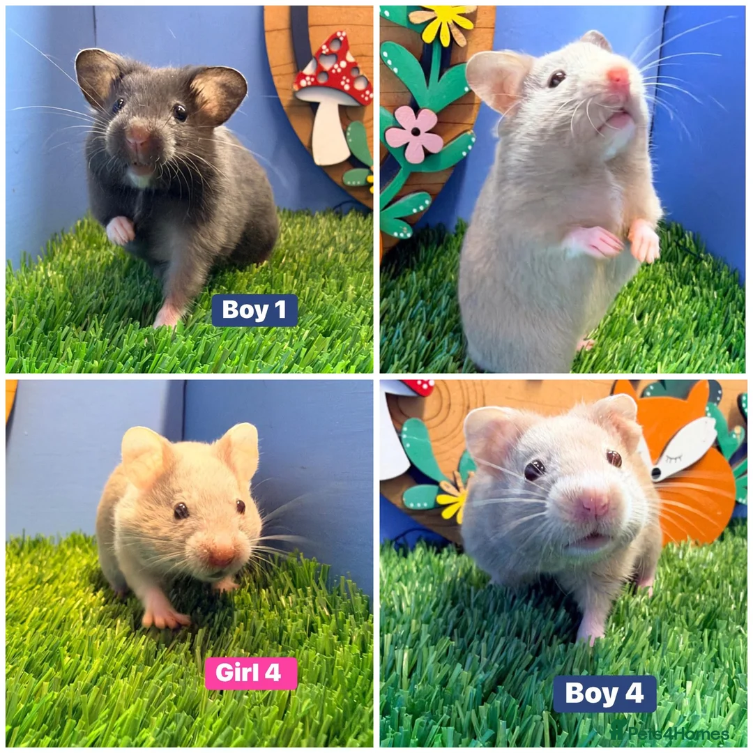 Hamster rodents for sale: Syrian Hamster Babiy Males Females Boy Girl - Advert 1