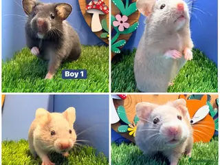 Hamster rodents Syrian Hamster Babiy Males Females Boy Girl - Advert 1