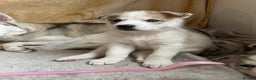 Siberian Husky dogs for sale: Siberian Husky Puppies  - Advert 8