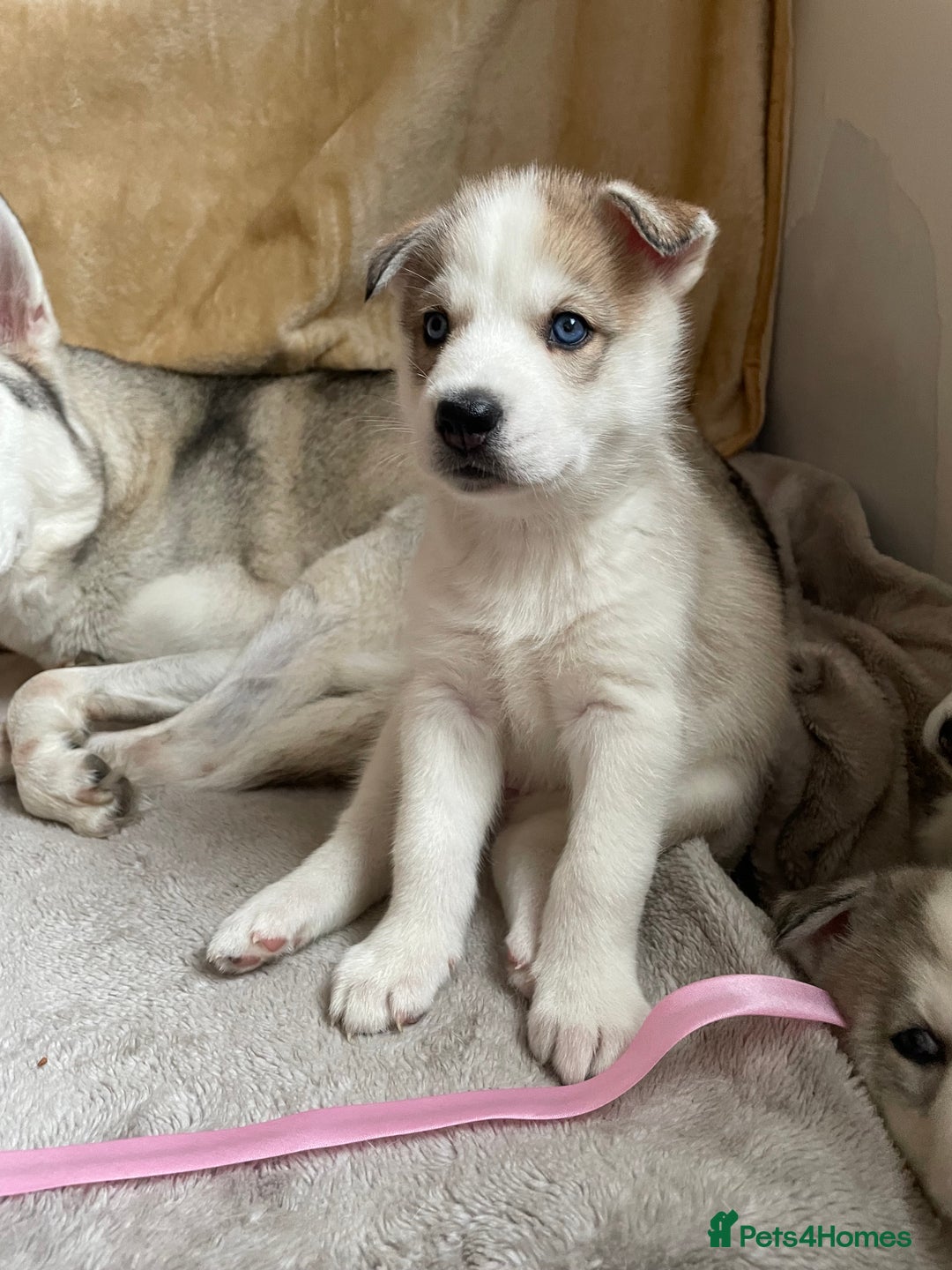 Siberian Husky dogs for sale: Siberian Husky Puppies  - Advert 8