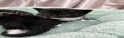 Mixed Breed cats for sale: Kittens - Advert 8