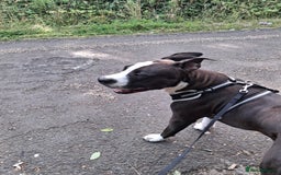 American Bull Staffy dogs for sale: Dodge  - Image 7