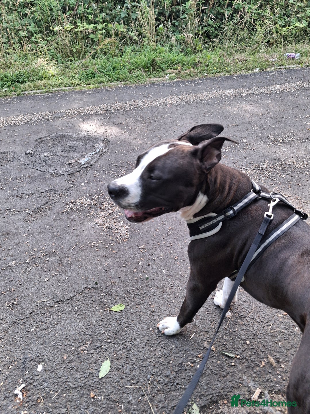 American Bull Staffy dogs for sale: Dodge  - Image 7