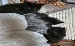 Ragdoll cats for sale: Ragdoll kittens  - Image 28