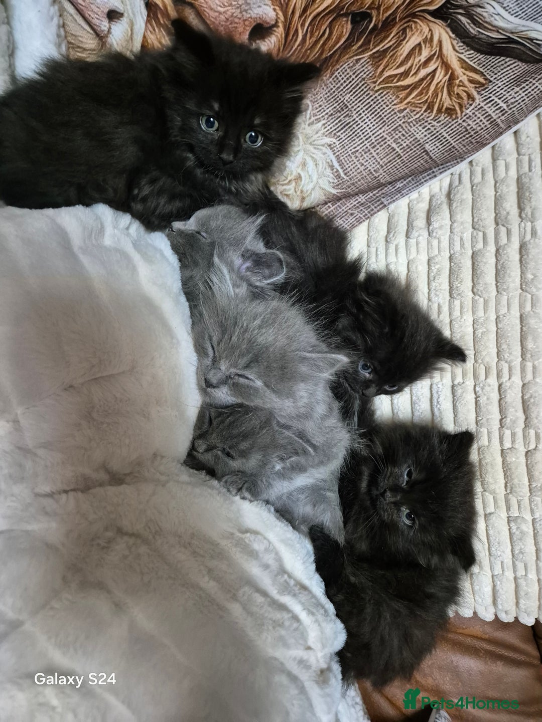 Ragdoll cats for sale: Ragdoll kittens  - Image 28