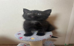 American Shorthair cats for sale: British short haired kitten  - Image 14
