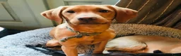 Labrador Retriever dogs for sale: Fox Red Labrador retriever puppies for sale   in Gillingham - Advert 6