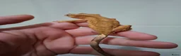 Gecko reptiles for sale: 3 crested geckos for sale  - Advert 10
