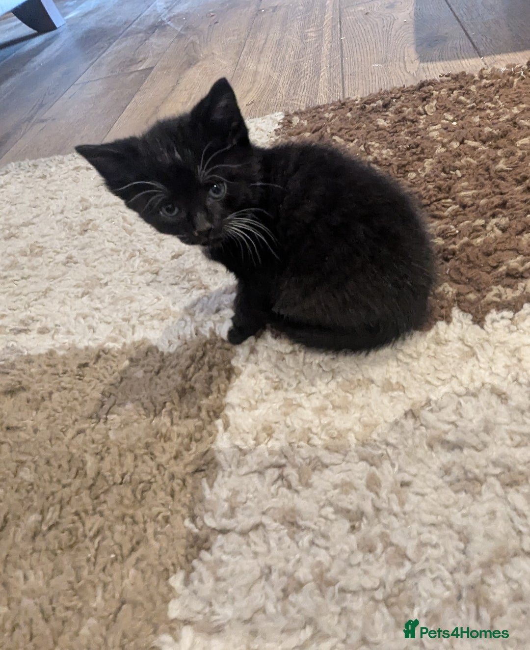 Mixed Breed cats for sale: Kittens - Advert 3