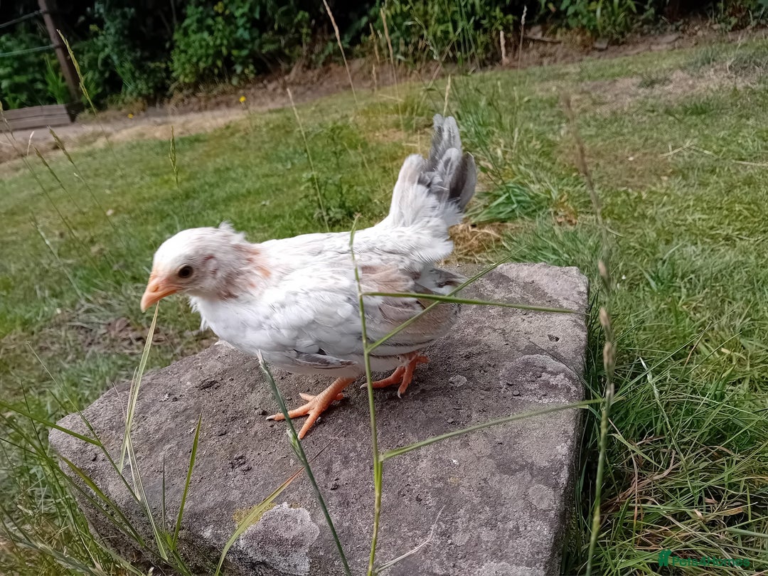 Chickens poultry for sale: Beautiful Tame Serama Trio - Handled Daily - Image 3
