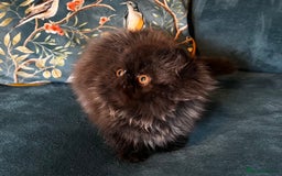 Persian cats for sale: Beautiful Pedigree Persian Little Man Available - Image 4