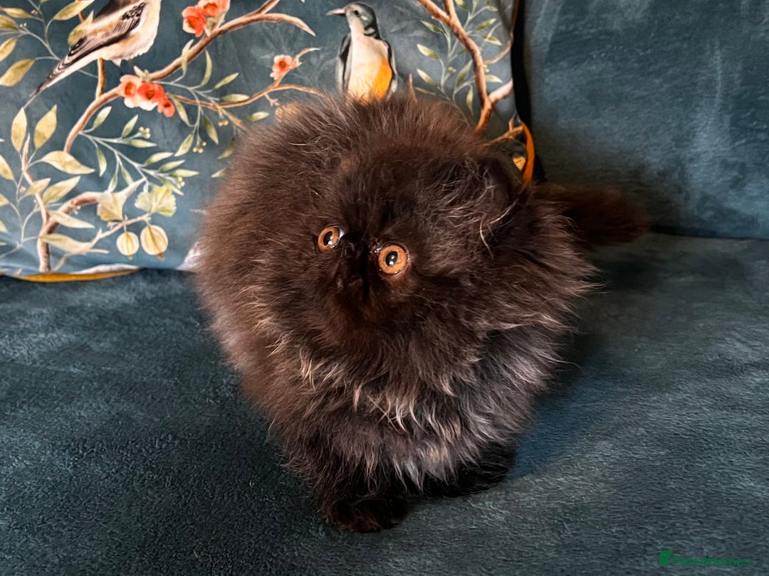 Persian cats for sale: Beautiful Pedigree Persian Little Man Available - Image 4